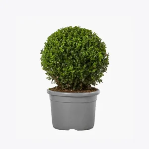 product-image-4_optimized